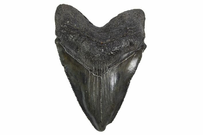 Serrated, Fossil Megalodon Tooth - South Carolina #306240